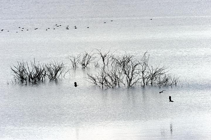 Biviere di Lentini 23.1.2011 (217).jpg